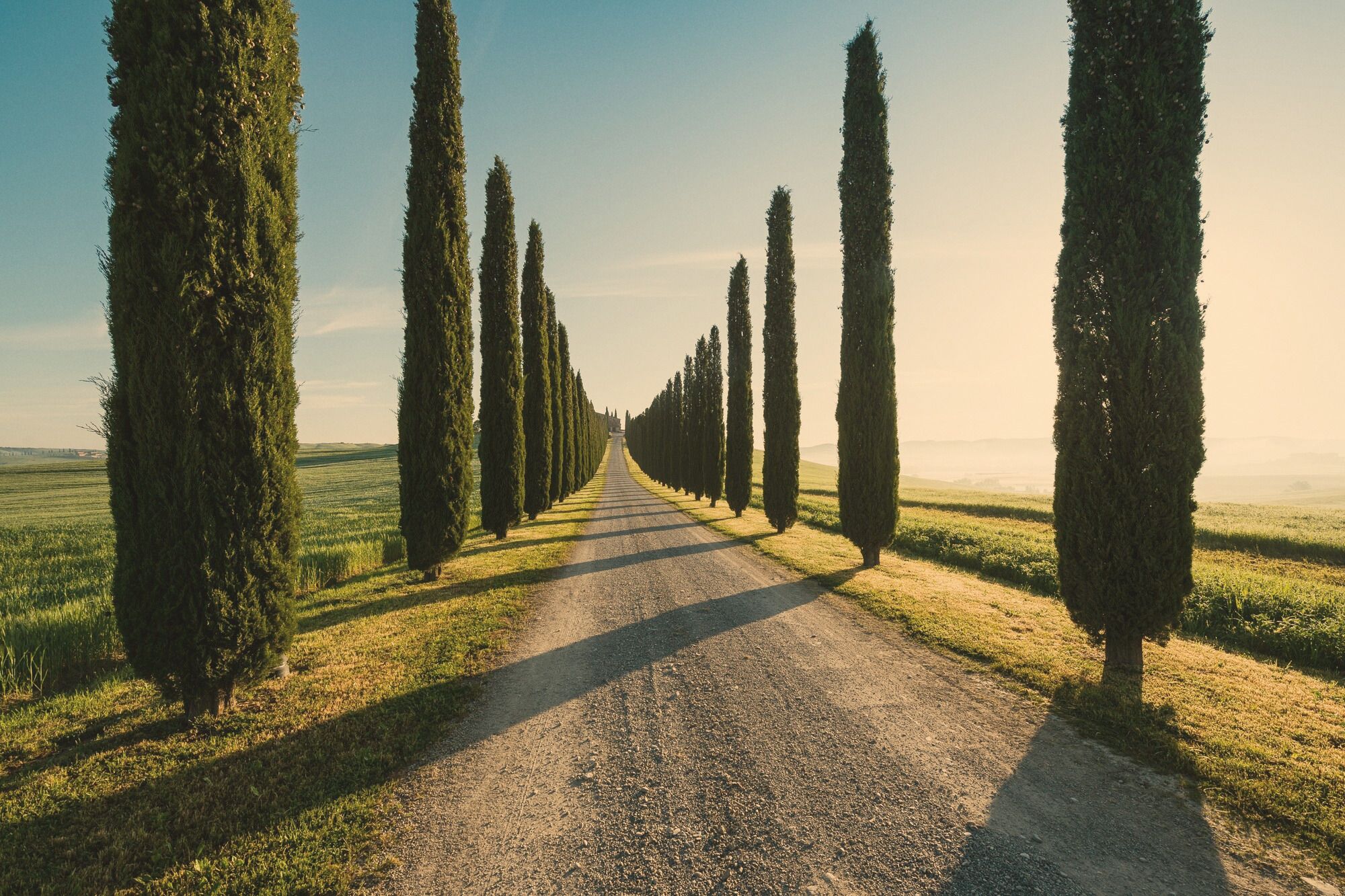 A gravel road running between two rows of tall cypress trees through green fields, early light.